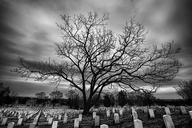 the raised bones of arlington national cemetery photo