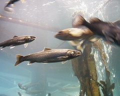 Dolly Varden, a type of Arctic Char.