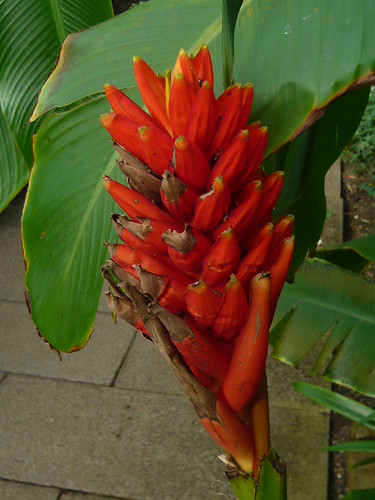 Musa coccinea Red banana
