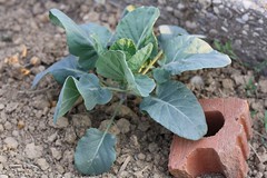 Brussels Sprout Plant