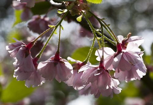 Cherry Blossom - Copyright R.Weal 2011