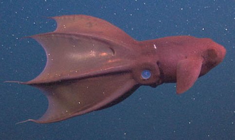 National Geographic video of a Vampire Squid; Images . The vampire squid's 