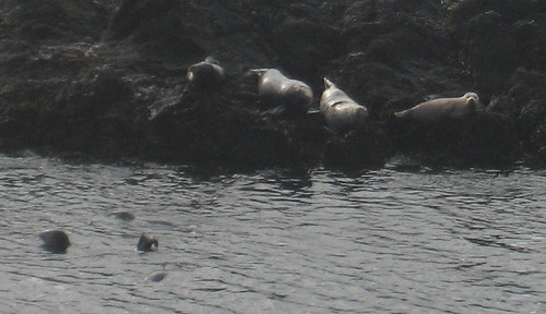 Seals at Sea Ranch