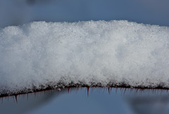 Snowy Thorns