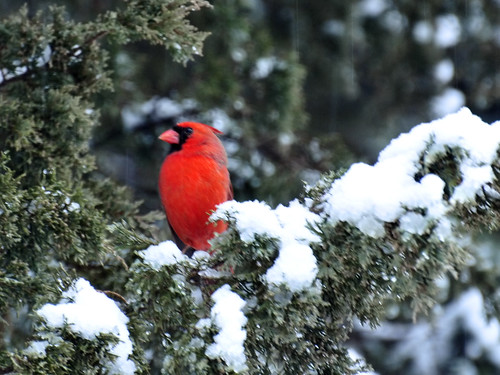 cardinal closeup snowstorm3