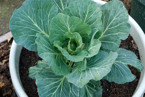 Baby Cabbage