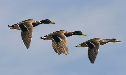 3-ducks-flying-in-format