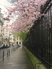 Cherry Blossoms (1)