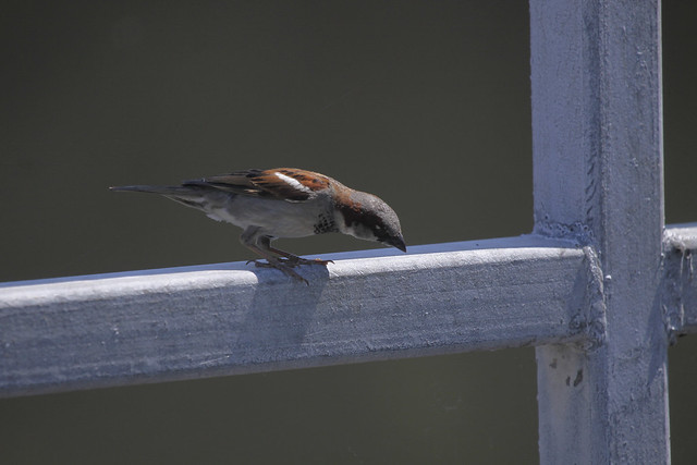 sparrow4