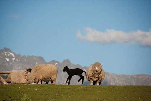 a small sheep farm outside