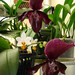 Phalaenopsis Mini Mark 'Holm' vs. Paphiopedilum Vinicolor 