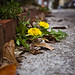 sidewalk flowers II