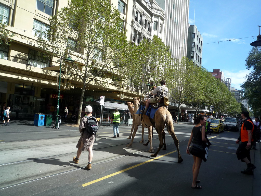 Swanston Street camels