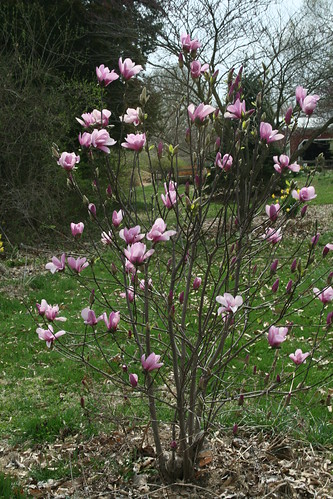 magnolia 'Jane'