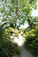 fountain among the ferns