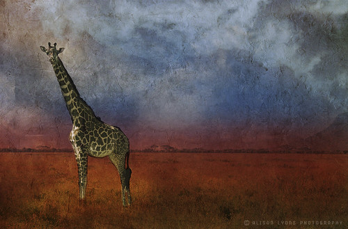Giraffe by alison lyons photography