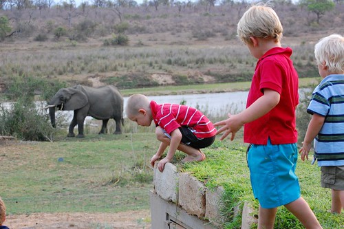playing with elephants?