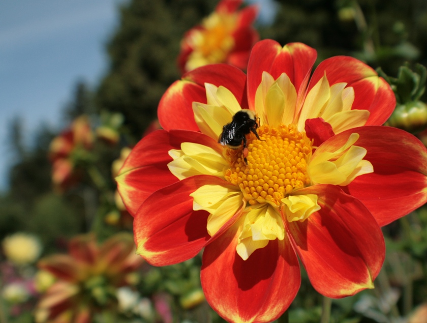 September Flower & A Bee