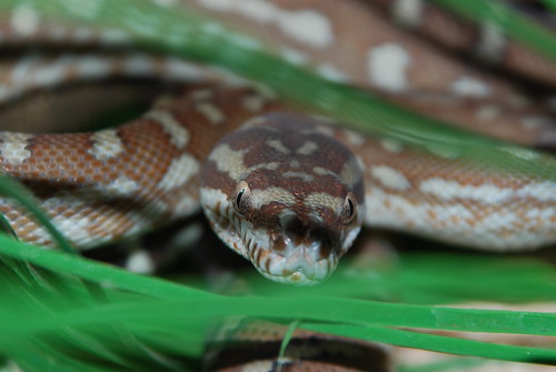 Apophis (Centralian Carpet Python, Morelia bredli)