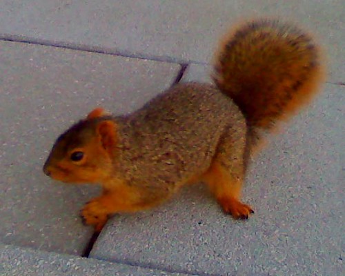 the other red squirrel