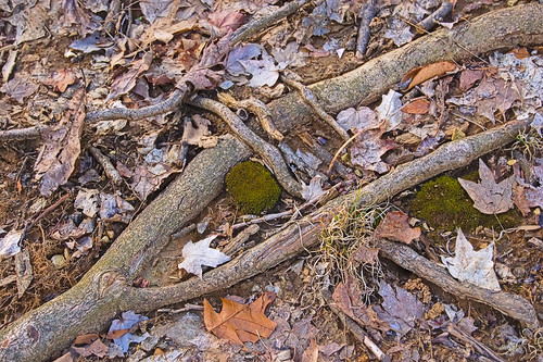 Root, at Engelmann Woods Natural Area, in Saint Albans, Missouri, USA