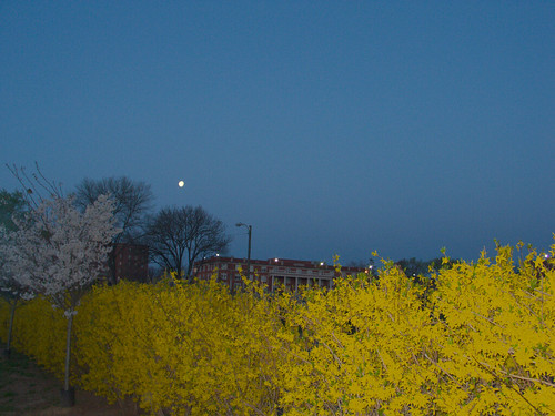 Moon with Cherry and Forsythia Blossoms