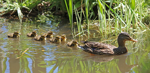 Ducklings in our pond 1