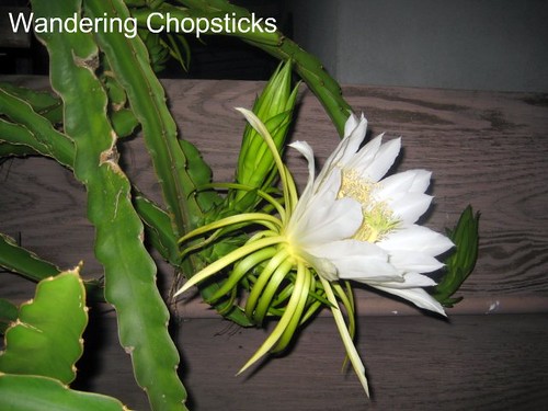 1.3 Dragon Fruit Literally Blooms in Hours 5