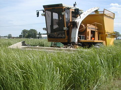 Switchgrass harvest by eXtension Ag Energy, on Flickr