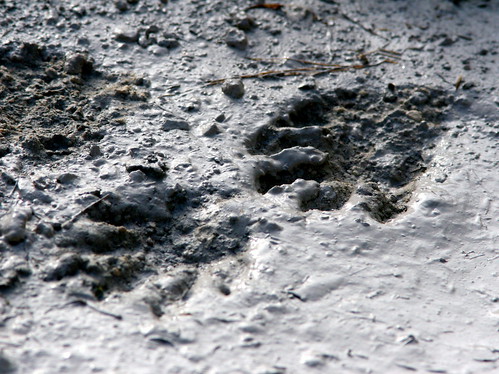 Raccoon Tracks 20100118