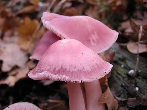 05_Mushrooms4