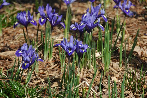 Iris reticulata, South Cove Park
