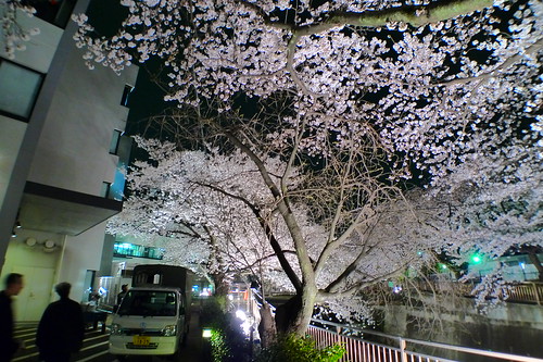 Traversing past cherry blossom trees