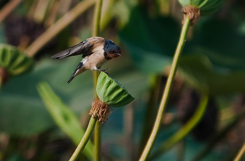 Pacific Swallow or Hill Swallow (Hirundo tahitica) by you.