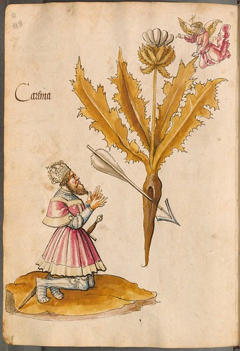 Arzneipflanzenbuch, 1525 b