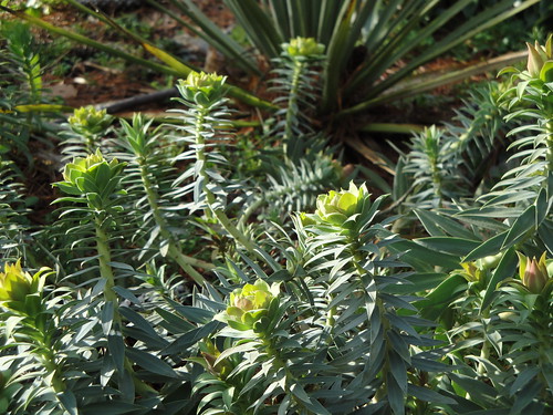 Euphorbia rigida with Nolina in back