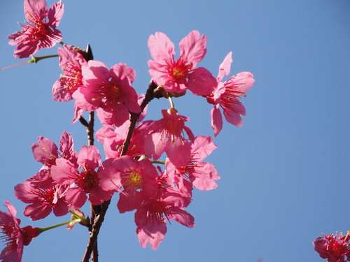 台神櫻花