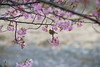 河津桜で昼食