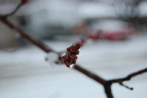 snow day - berries