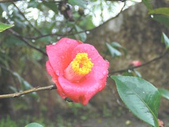 Camellia: Red: In Rain