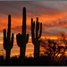 Saguaro Sunset