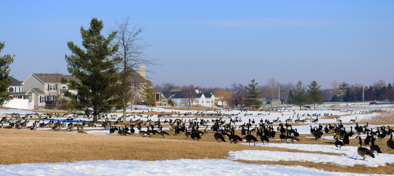 10.02.18 - Lots of Geese
