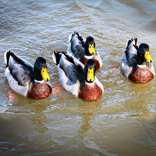 Picture 1226 ducks