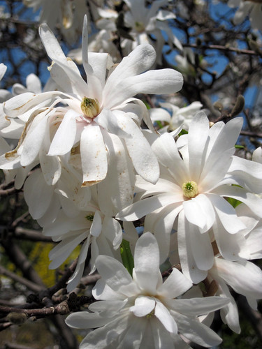 Royal Star Magnolia-Close-up