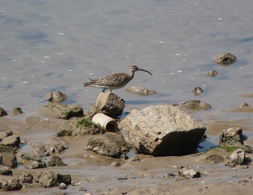 12273 - Whimbrel at Burry Port