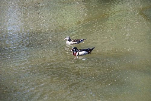 duck couple