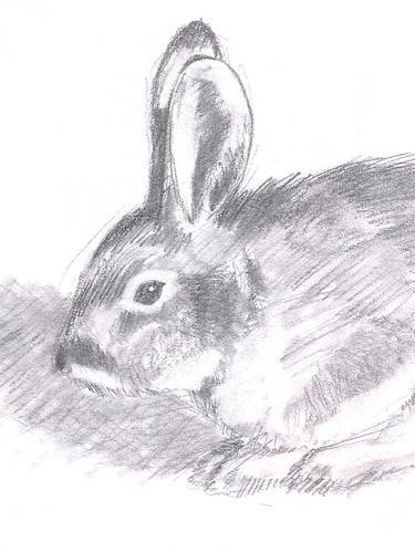 Rabbit detail