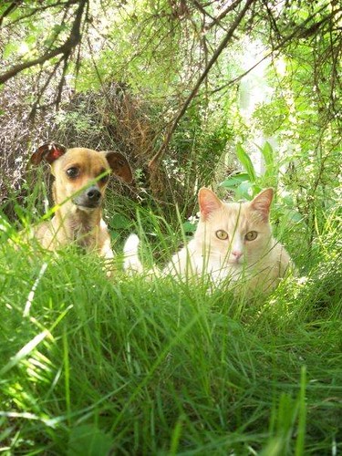 do jack russells get along with cats