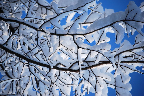 snow on branches