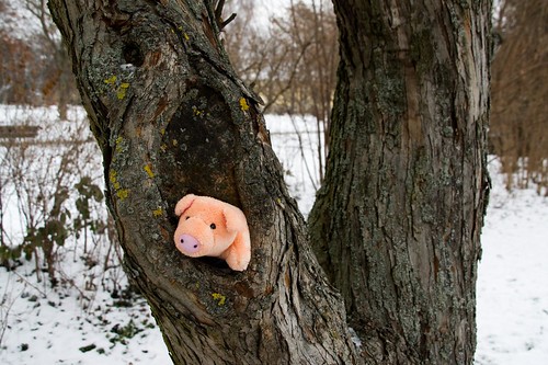 Porky lebt in Bäumen